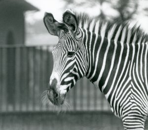 أنثى / جيني مهددة بالانقراض Grevy's Zebra ، حديقة حيوان لندن ، يوليو 1926 (b / w photo) بواسطة فريدريك وليام بوند