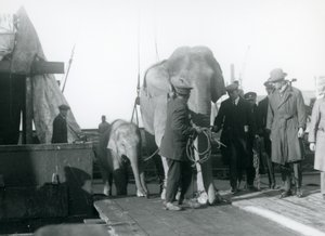 الفيلة الآسيوية تنهض من قارب في طريقها إلى حديقة حيوان لندن في عام 1927 بواسطة فريدريك وليام بوند