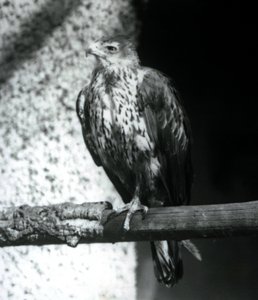 Bonellis Eagle يستريح على فرع في حديقة حيوان لندن ، سبتمبر 1925 بواسطة فريدريك وليام بوند
