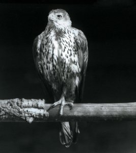 Bonellis Eagle يستريح على فرع في حديقة حيوان لندن ، سبتمبر 1925 بواسطة فريدريك وليام بوند