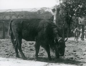 البيسون جوليا الأوروبي يأكل العشب في حقلها ، حديقة حيوان لندن ، 12 أغسطس 1926 بواسطة فريدريك وليام بوند