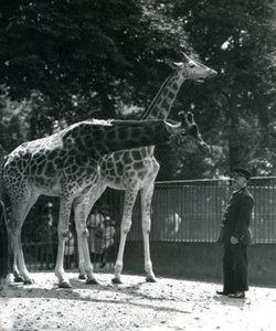 أنثى الزرافات مود وماجي ، مع الحارس إرني البروفيسور بومان ، حديقة حيوان لندن ، يوليو 1924 بواسطة فريدريك وليام بوند