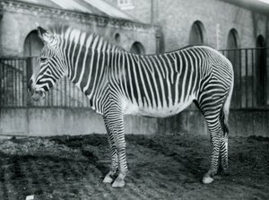 أنثى Grevys Zebra ، أو Imperial Zebra ، Jennie واقفة في حقلها في حديقة حيوان لندن ، 1927 بواسطة فريدريك وليام بوند