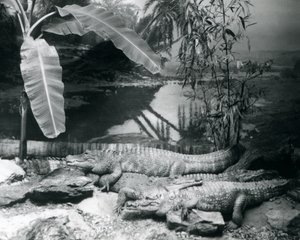 أربعة تمساح ، في مكان بانورامي مع شجرة موز ، في حديقة حيوان لندن في عام 1929 (صورة بالأبيض والأسود) بواسطة فريدريك وليام بوند