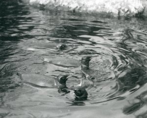 أربعة طيور البطريق الملك تسبح في حمام السباحة الخاص بهم في حديقة حيوان لندن ، يونيو 1927 بواسطة فريدريك وليام بوند