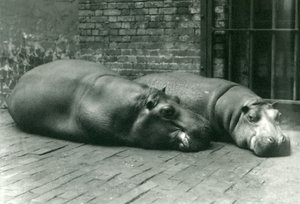 Hippopotamuses Bobbie و Joan مستلقيان في حاويةهما في حديقة حيوان لندن ، يوليو 1923 (صور من وزن الجسم) بواسطة فريدريك وليام بوند