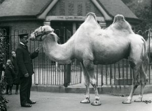 Keeper W. Styles ، مع جمل باكترياني ، خارج Llama House في حديقة حيوان لندن ، يوليو 1914 بواسطة فريدريك وليام بوند