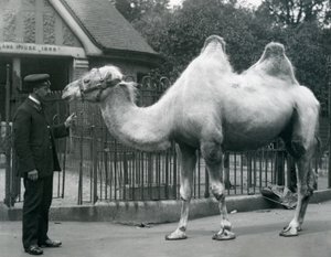 Keeper W. Styles ، مع جمل باكترياني ، خارج Llama House في حديقة حيوان لندن ، يوليو 1914 بواسطة فريدريك وليام بوند