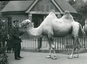 Keeper W. Styles ، مع جمل باكترياني ، خارج Llama House في حديقة حيوان لندن ، يوليو 1914 بواسطة فريدريك وليام بوند