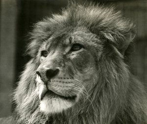 ذكر الأسد كوجا في حديقة حيوان لندن في أغسطس 1924
