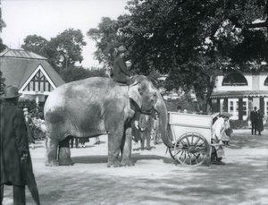 سيد علي يركب Indiarani خلف بارو ، حديقة حيوان لندن ، أكتوبر 1925 بواسطة فريدريك وليام بوند