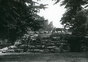 The ElandAntelope Paddock في حديقة حيوان لندن في يونيو 1924 بواسطة فريدريك وليام بوند