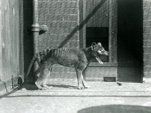 Thylacine / Tasmanian Wolf في حديقة حيوان لندن في أغسطس 1926 (b / w photo) بواسطة فريدريك وليام بوند