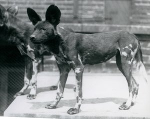 اثنان من الكلاب البرية الصومالية في حديقة حيوان لندن ، يوليو 1925 بواسطة فريدريك وليام بوند