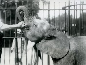 شابة أفريقية Pygmy Elephant Oojah تعطى مكافأة ، حديقة حيوان لندن ، يوليو 1925 بواسطة فريدريك وليام بوند