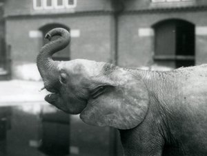شابة أفريقية Pygmy Elephant Oojah ترفع جذعها في حديقة حيوان لندن ، أغسطس 1925 بواسطة فريدريك وليام بوند