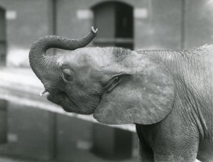شابة أفريقية Pygmy Elephant Oojah ترفع جذعها في حديقة حيوان لندن ، يوليو 1925 بواسطة فريدريك وليام بوند