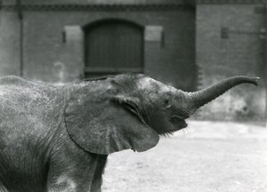 شابة أفريقية Pygmy Elephant Oojah ترفع جذعها للعلاج في حديقة حيوان لندن ، يوليو 1925 بواسطة فريدريك وليام بوند