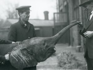 شابة أفريقية Pygmy Elephant Oojah ترفع جذعها للعلاج في حديقة حيوان لندن ، يونيو 1925 بواسطة فريدريك وليام بوند