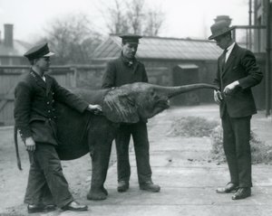 شابة أفريقية Pygmy Elephant Oojah ترفع جذعها للعلاج في حديقة حيوان لندن ، يونيو 1925 بواسطة فريدريك وليام بوند
