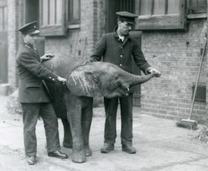 شابة أفريقية Pygmy Elephant Oojah ترفع جذعها للحصول على مكافأة من حفظة لها في حديقة حيوان لندن ، أبريل 1925 بواسطة فريدريك وليام بوند