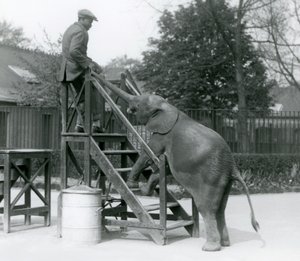شابة أفريقية Pygmy Elephant Oojah مع قدميها الأمامية على خطوات الركوب ، لتصل إلى مدربها ، الذي على أعلى الدرجات ، مع جذعها ، حديقة حيوان لندن ، يونيو 1925 بواسطة فريدريك وليام بوند