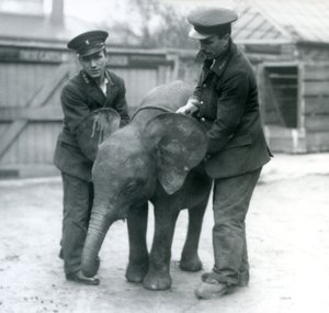 شابة أفريقية Pygmy Elephant Oojah مع حارسين في حديقة حيوان لندن في أبريل 1925 بواسطة فريدريك وليام بوند