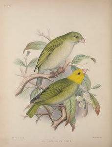 Psittirostra Psittacea ، من "Aves Hawaiienses: The Bird of the Sandwich Islands" بقلم سكوت ب. ويلسون بواسطة فريدريك ويليام فروهاوك