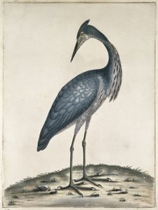 A Heron ، 1789 (مرحاض وحبر على ورق)