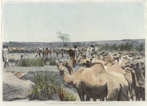 سقي الإبل من المنبع بالصحراء بواسطة مصور فرنسي
