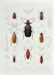 العثور على مجموعة من Coleoptera في تشيلي ، التوضيح من "هيستوريا دي تشيلي" ، منقوش بواسطة Lebrun ، 1854 بواسطة المدرسة الفرنسية
