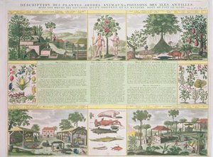 وصف للنباتات والأشجار والحيوانات والأسماك الموجودة في جزر الأنتيل ، توضيح من Histoire Generale des Antilles Habitees par les Francois Vol. 2 بقلم جان بابتيست دو تيرتري (1610-1687) بواسطة المدرسة الفرنسية
