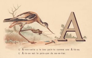 ج: لافوسيت لديها منقار مدبب مثل Alene. Alene هي السمة المميزة للمخلص بواسطة المدرسة الفرنسية