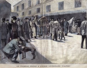 جمل يتعافى في المدرسة البيطرية في Maison Alfort (Maison-Alfort). رسم توضيحي لعام 1899 في "" لا صغيرتي جيروند "". بواسطة المدرسة الفرنسية