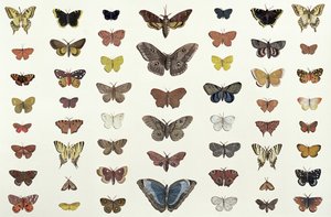 مجموعة من الفراشات والعث بما في ذلك Camberwell Beauty ، و Swallowtail البريطانية ، و Scarce Swallowtail ، و Peacock and the Small Tortoiseshell ، c.1830 (طباعة 104967)