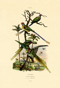 الكسندر ببغاء ، 1833-1839 بواسطة المدرسة الفرنسية