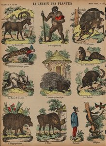 Animals at the Jardin des Plantes, Paris, France (coloured engraving) بواسطة المدرسة الفرنسية