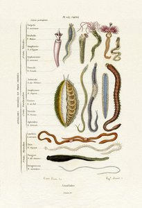 Annelids ، 1833-1839 بواسطة المدرسة الفرنسية