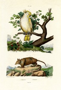 أرماديلو ، 1833-1839 بواسطة المدرسة الفرنسية