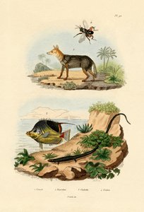ابن آوى الأسود المدعوم ، 1833-1839 بواسطة المدرسة الفرنسية