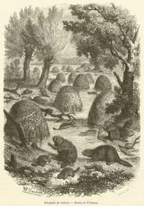 Bourgade de castors (engraving) بواسطة المدرسة الفرنسية