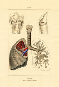 التنفس ، 1833-1839 بواسطة المدرسة الفرنسية