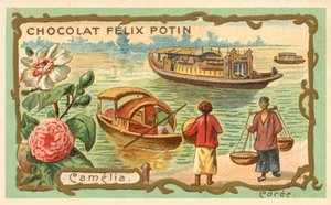 Camelia, Korea (chromolitho) بواسطة المدرسة الفرنسية