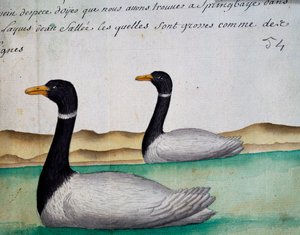 Canada Geese, Springbaye, Salt Lakes Region, watercolour from log book by Jacques Gouin de Beauchesne (1652-1730), captain of Compagnie royale de la Mer du Sud, from 1698 to 1701, France بواسطة المدرسة الفرنسية