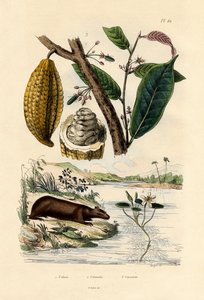 كابيبارا ، 1833-1839 بواسطة المدرسة الفرنسية