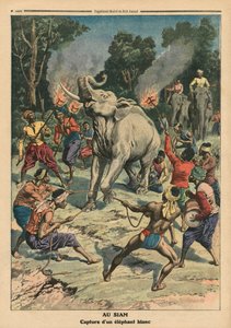 اصطياد فيل أبيض في سيام ، رسم توضيحي من `` Le Petit Journal &39;&39; ، ملحق Illustre ، 10 سبتمبر 1911 (لون ليثو)