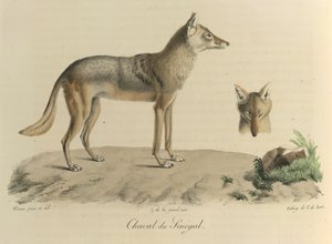 ابن آوى من السنغال. ابن آوى من السنغال ، من التاريخ الطبيعي للثدييات (لون ليثو) بواسطة المدرسة الفرنسية