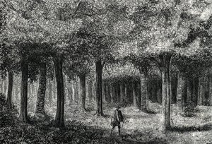 غابة شجر الكينا تنتج لحاء الكينا لعلاج الملاريا ، بيرو (نقش) 1888 بواسطة المدرسة الفرنسية