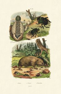 المشتركة Stinkhorn ، 1833-1839 بواسطة المدرسة الفرنسية