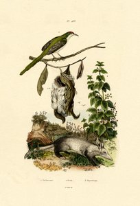المشتركة Tailorbird ، 1833-1839 بواسطة المدرسة الفرنسية